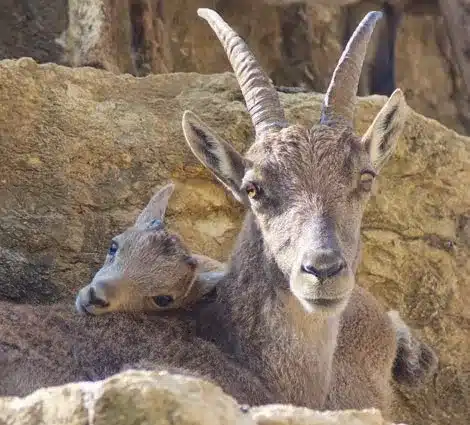 L’Actu’Garenne N°16 : Fouine, Blaireau, Hermine et leurs amis !