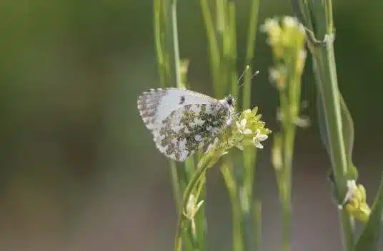 L’Actu’Garenne N°49 : Nacré, Flambé, Azuré et leurs amis !