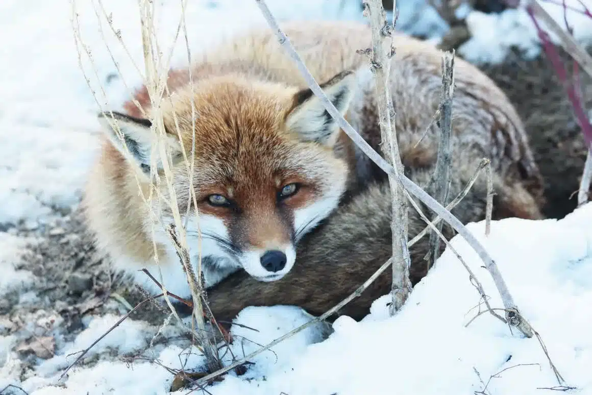 L’Actu’Garenne N°25 :  Hirondelle, Coronelle, Miramelle et leurs amis !