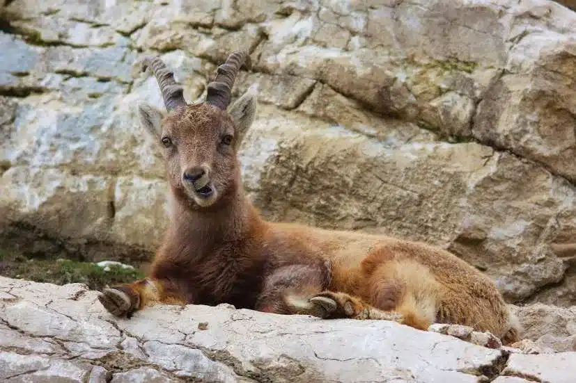 L’Actu’Garenne N°46 : Canard, Renard, Lézard et leurs amis !