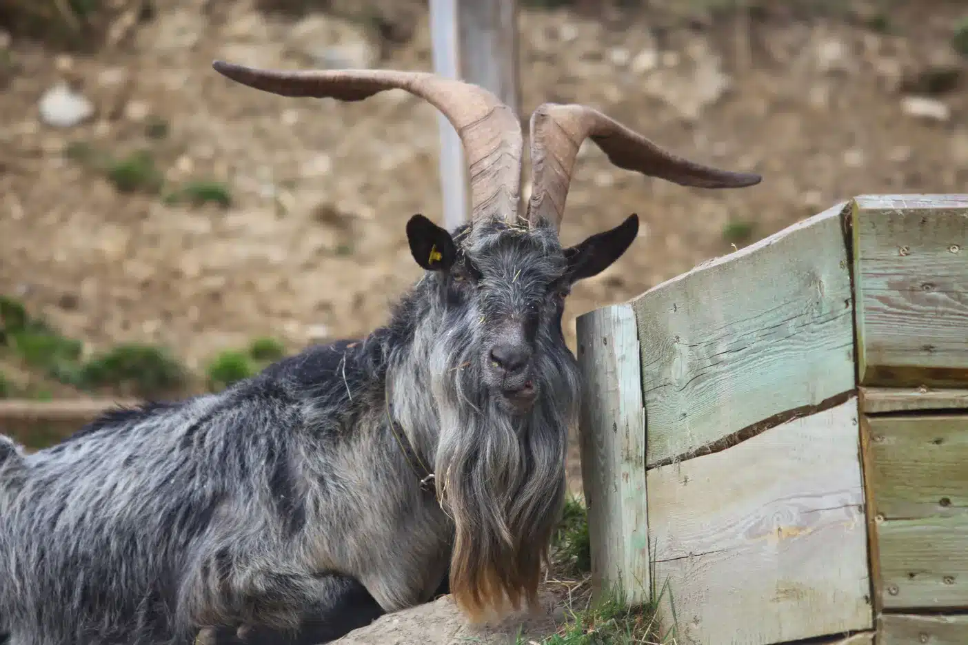 L’Actu’Garenne N°75 : Écureuil roux, renard roux, hibou et leurs amis !