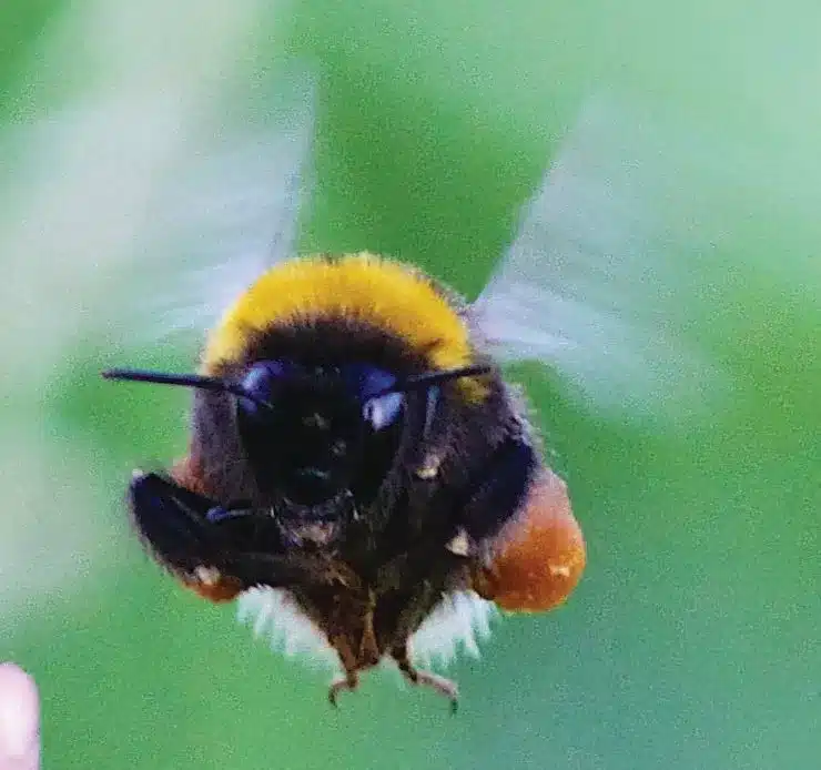 L’Actu’Garenne N°21 :  Mulot, Moineau, Blaireau et leurs amis !