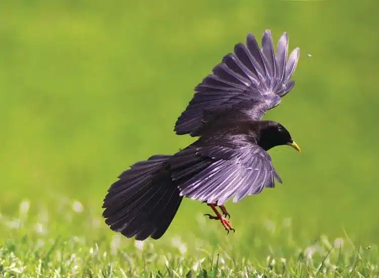 L’Actu’Garenne N°27 :  Vipère, Scorpion, Effraie et leurs amis !