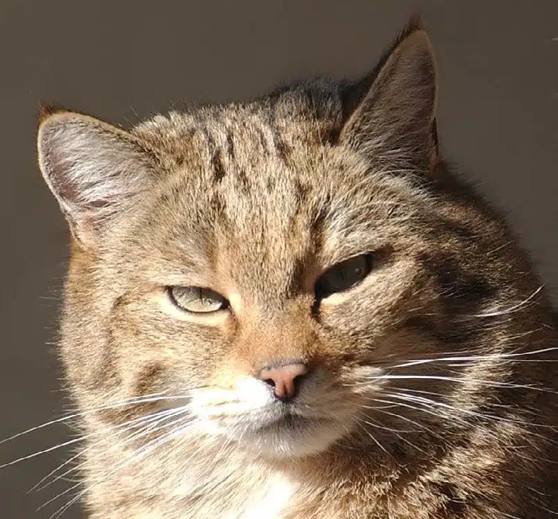 L’Actu’Garenne N°14 : Crapaud, Grenouille, Salamandre et leurs amis !