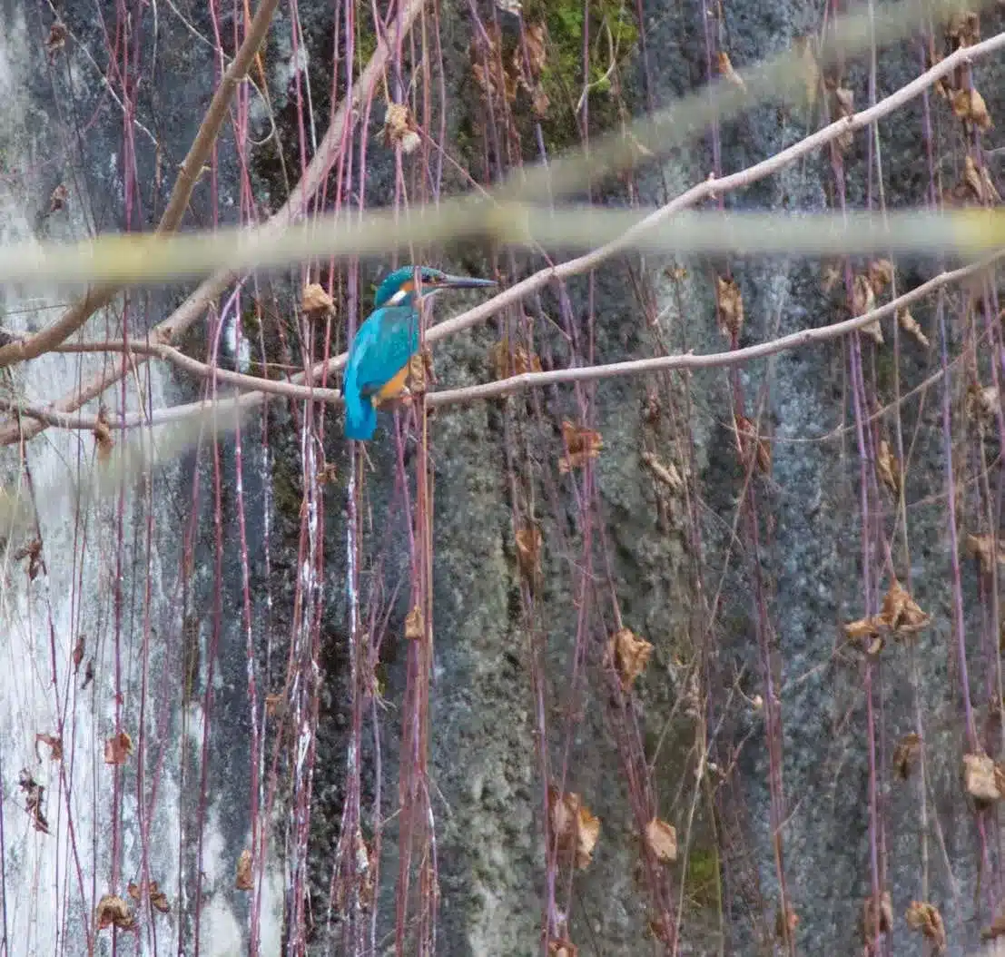 L’Actu’Garenne N°43 : Pie, Fourmi, Chauve-souris et leurs amis !