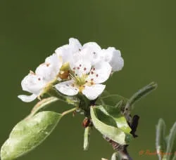 L’Actu’Garenne N°31 : Gros-bec, Rougequeue, Gobemouche et leurs amis !