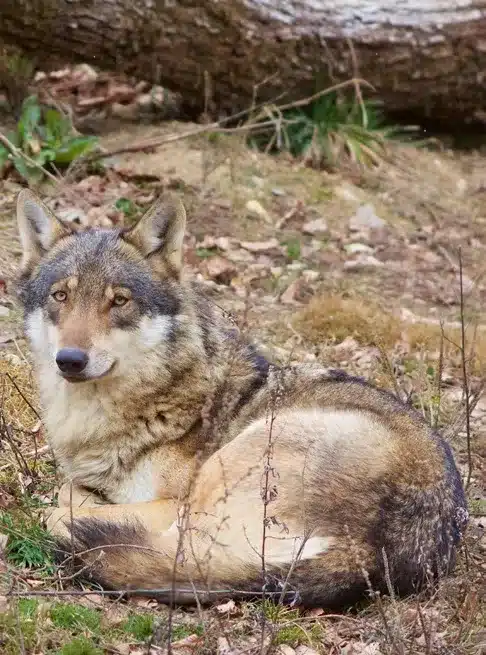 L’Actu’Garenne N°12 : Bouquetin, Serin, Vulcain et leurs amis !