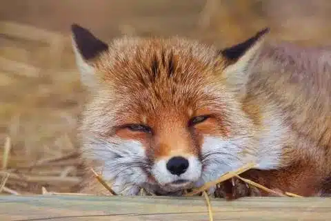 L’Actu’Garenne N°45 : Marmotte, Chouette, Belette et leurs amis !