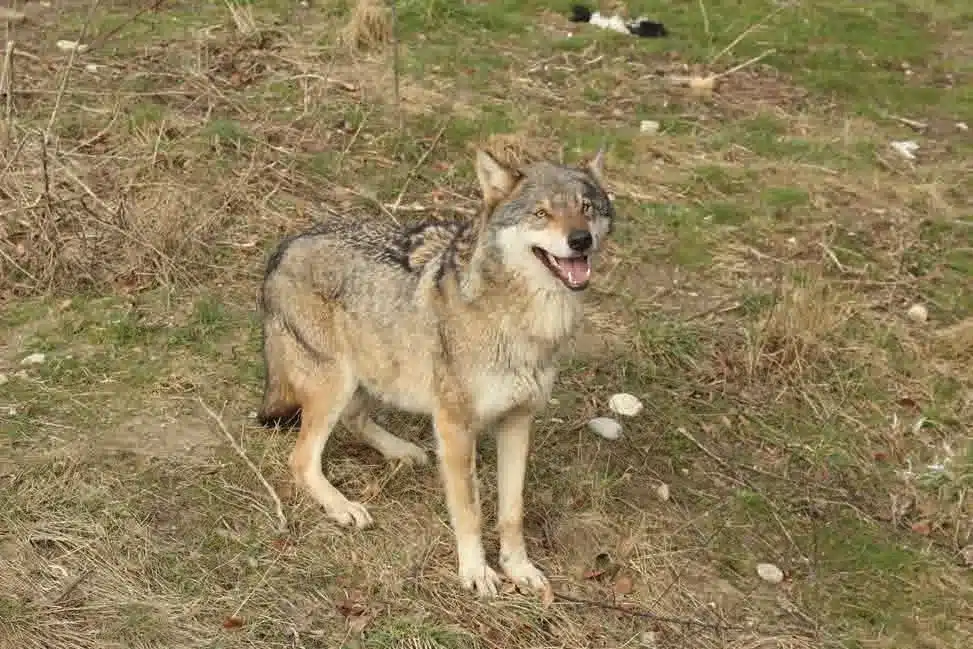 L’Actu’Garenne N°53 : Loup gris, Ibis chauve, Ecureuil roux et leurs amis !