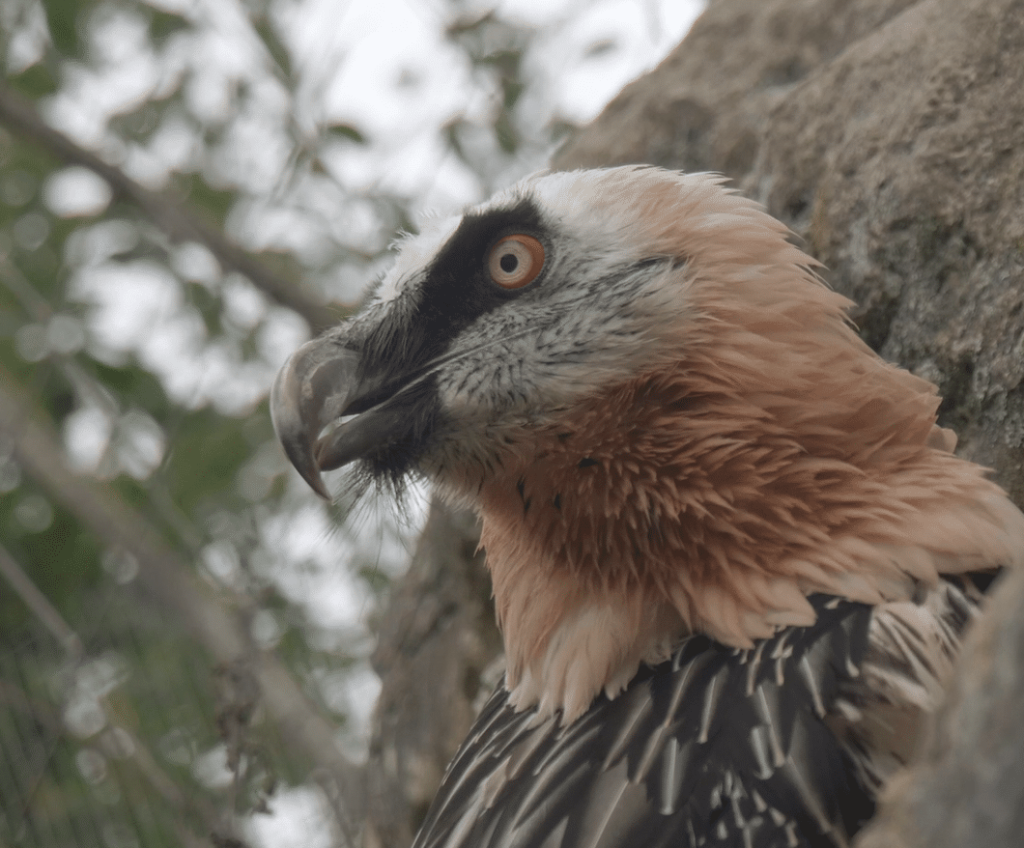 Programmes de réintroduction des espèces