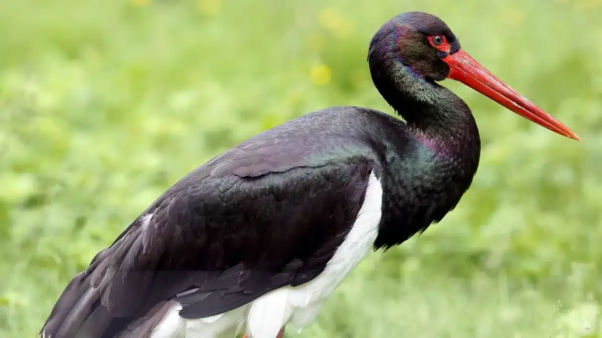 L’Actu’Garenne N°58 : Blaireau, Mulot, Petit gravelot et leurs amis!