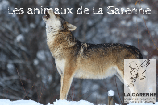 Loups gris