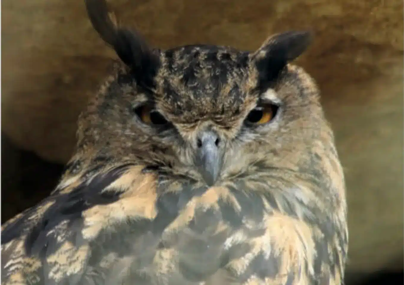 L’Actu’Garenne N°71 : Pipistrelle, Hirondelle, Decticelle et leurs amis!