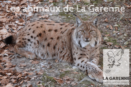 Lynx des Carpates